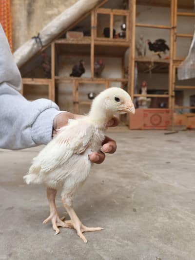 HIGH QUALITY WHITE GERMAN SHAMO PAIR