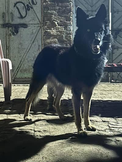 sale my Belgian shepherd male only 40k