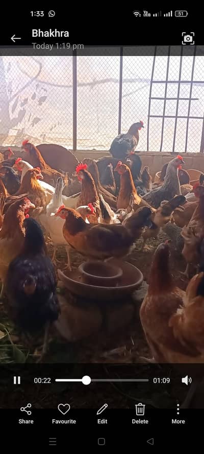 ہیلدی ویکسینیٹڈ دیسی خوراک پر پلی ہوئی مرغیاں بہترین انڈا دے رہی ہیں