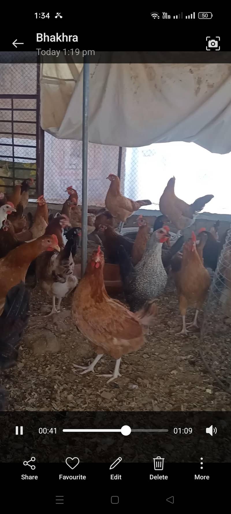 ہیلدی ویکسینیٹڈ دیسی خوراک پر پلی ہوئی مرغیاں بہترین انڈا دے رہی ہیں 2