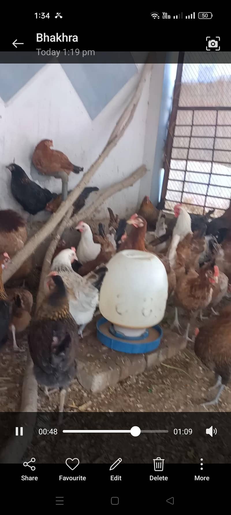 ہیلدی ویکسینیٹڈ دیسی خوراک پر پلی ہوئی مرغیاں بہترین انڈا دے رہی ہیں 3