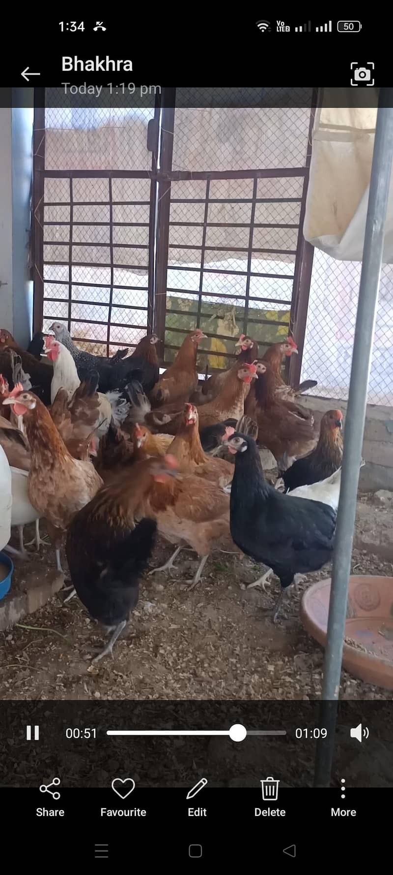 ہیلدی ویکسینیٹڈ دیسی خوراک پر پلی ہوئی مرغیاں بہترین انڈا دے رہی ہیں 4