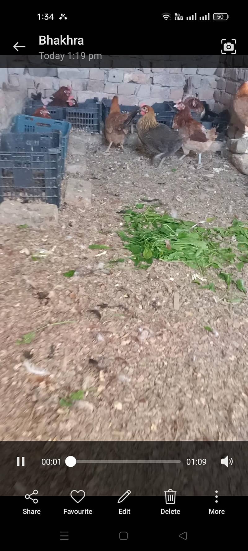 ہیلدی ویکسینیٹڈ دیسی خوراک پر پلی ہوئی مرغیاں بہترین انڈا دے رہی ہیں 5