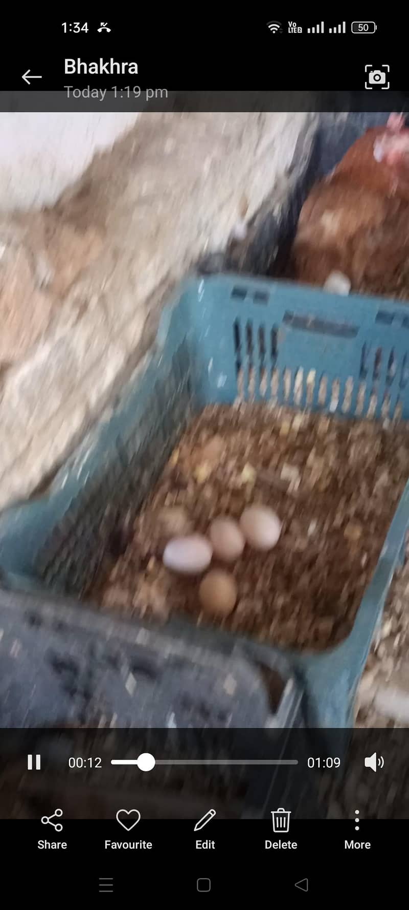 ہیلدی ویکسینیٹڈ دیسی خوراک پر پلی ہوئی مرغیاں بہترین انڈا دے رہی ہیں 6