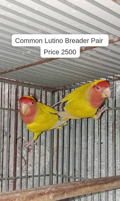 LoveBirds, Albino, Creamino,Lutino, Parblue, ParbluePastel, PaleFallow