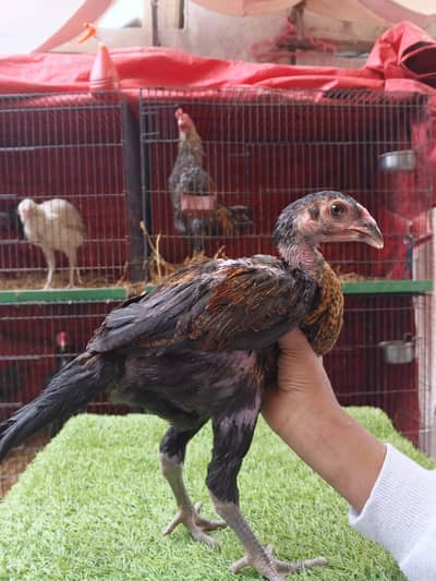 RED BURMI HIGH QUALITY CHICKS PAIR