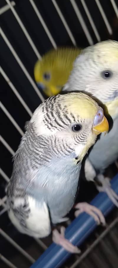 active males available