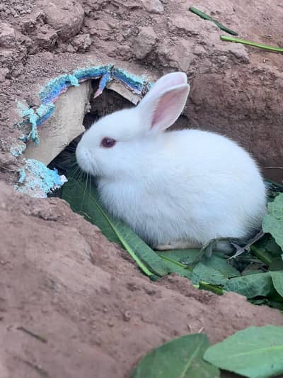 Rabbits (BUNNIES) FOR SALE