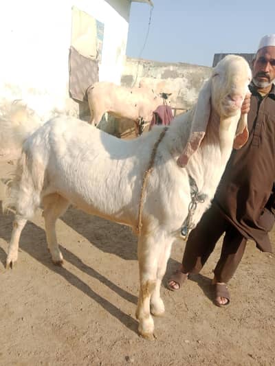 breeder for breeding