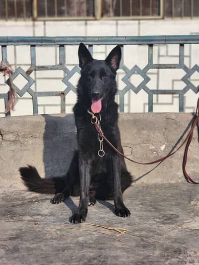 Black Shepard big size female pink pedigree