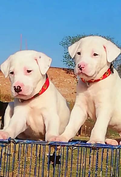 bully gultair | white bully dog | pakistani bully | gultair puppies