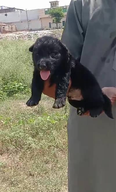 German Shepherd long coat male for sale