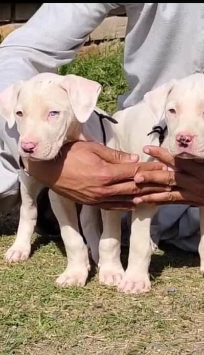 bully gultair | white bully dog | pakistani bully | gultair puppies