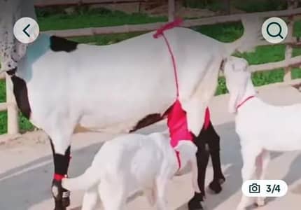 dasi gulabi bkri 2 bacho wali urgent sale call me 03102729682