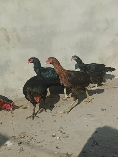 4 Aseel murgia 2 Aseel murga for Sale