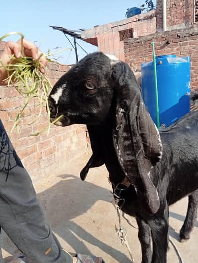 pure bettal bakri for sale Top quality.