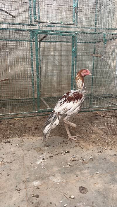 Pair of 2 males High Quality Aseel Birds