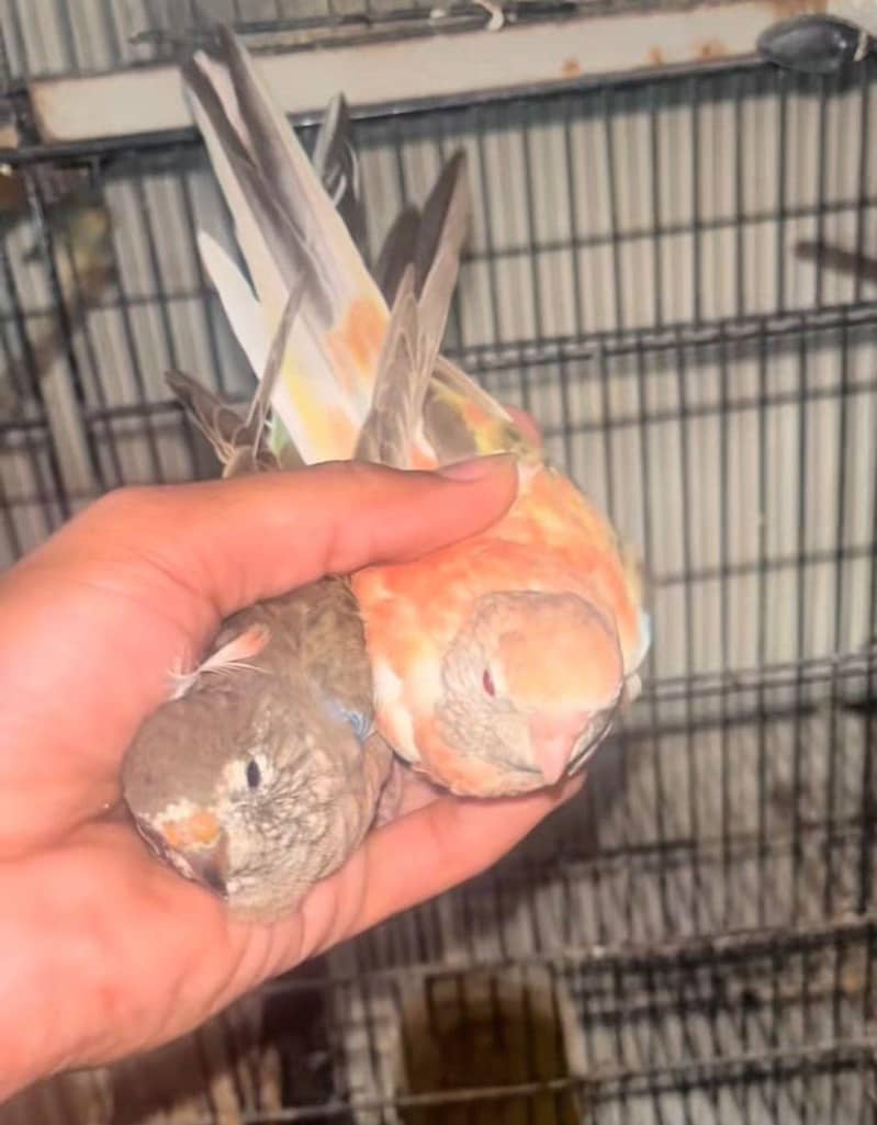 Fallow Bourke Pair 0