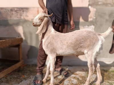 11 mah ka tedda bcha Double haddi MN