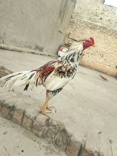 Assel Chena and Murgi