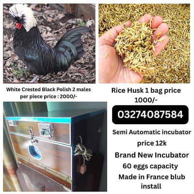 aseel Lasani | Eggs laying  hens | rice husk | fancy hen | Incubator