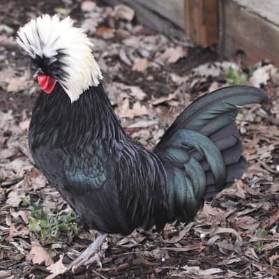 aseel Lasani | Eggs laying  hens | rice husk | fancy hen | Incubator