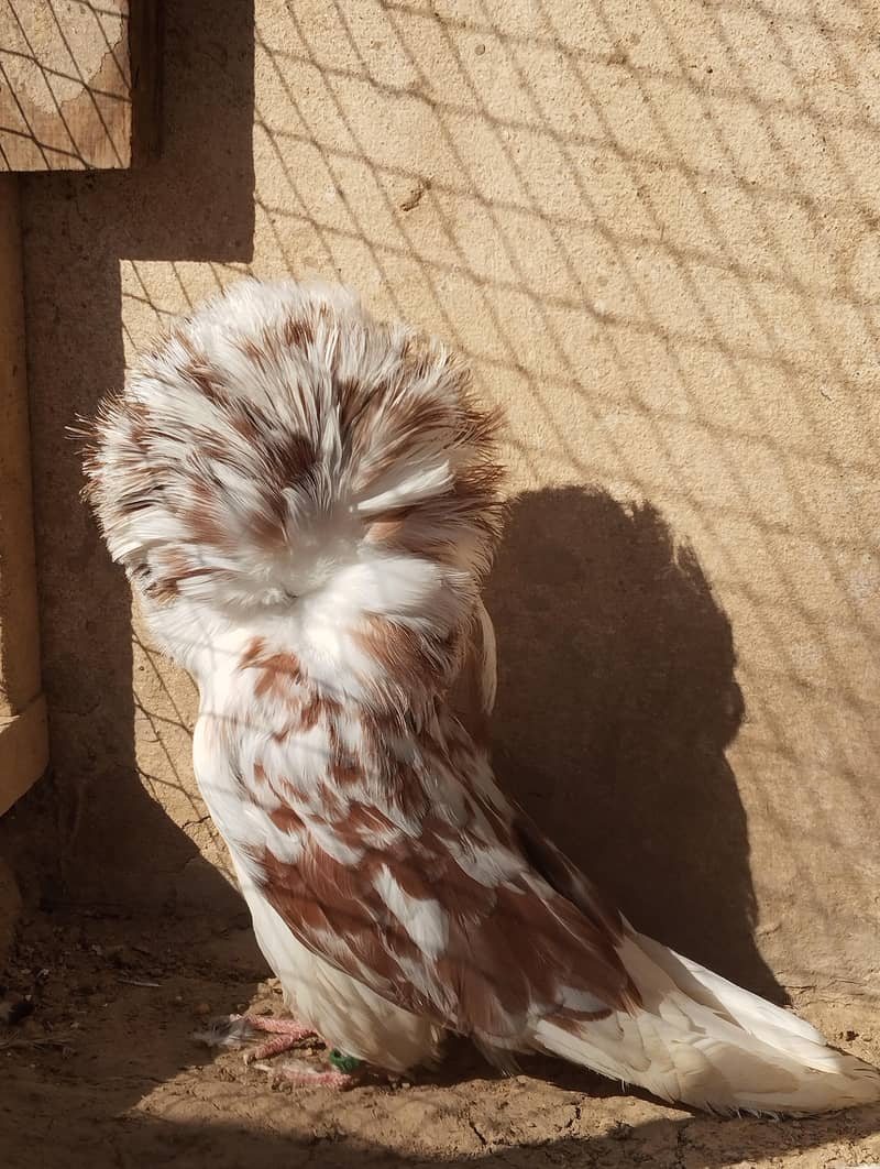 jacobin breder pair 1