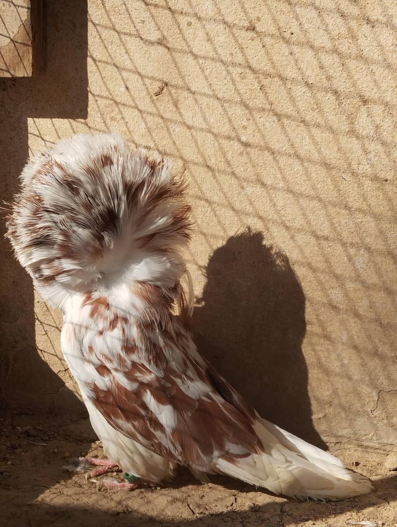 jacobin breder pair 2