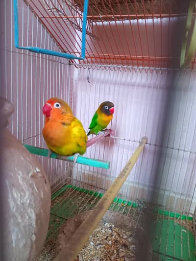 Lovebirds Pair Available – Home Pet Parrots