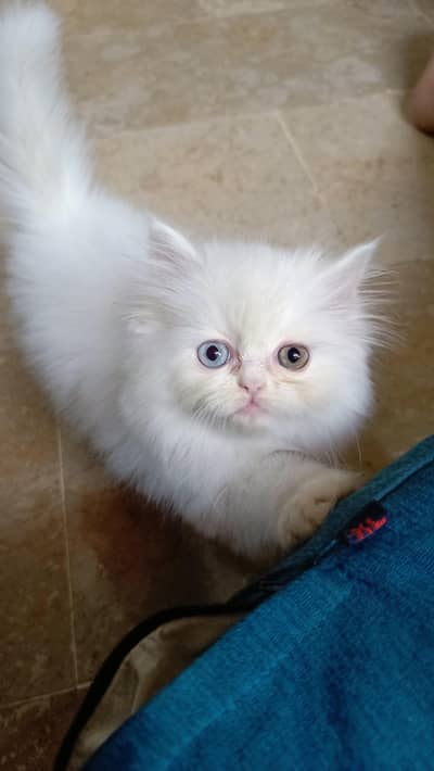 Cash on delivery | Persian kitten | Triple coated | Punch face| Fluffy