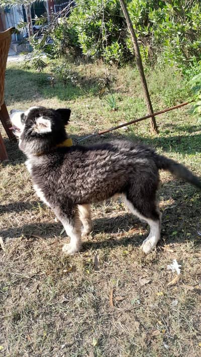 siberian husky 5month age h  Ball pr train ha