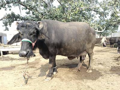 Bhens Dura Suwa with Katti Sajjar sui