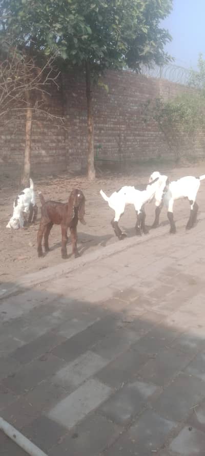 Goat kids | Female Goat | Beetal bakri | Goat