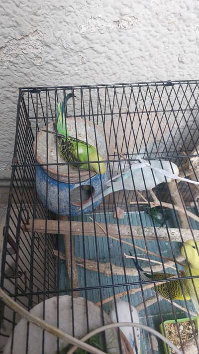 laswing budgies,,king size budgies ,rainbow budgies, grey budgies