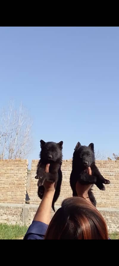 black German Shepherd heavy bone marks structure prayer for sale