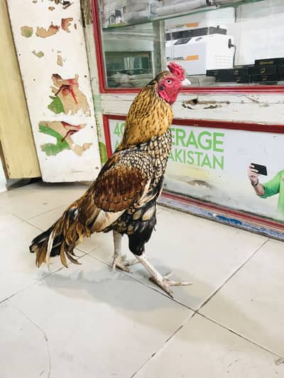 Mianwali shajra chiz full tasli