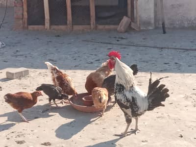 26 famele hens Jo Roz Kay 14.15. 16. eggs day rhii han or 5male han