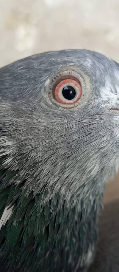 Mian Nazeer blood line female