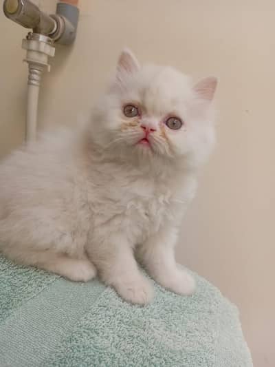 peki pair male female