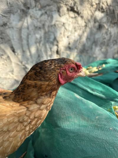 Aseal female for sale (kurak hai)
