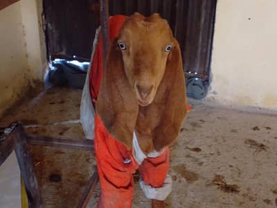 urgent sale WhatsApp number 03178231424