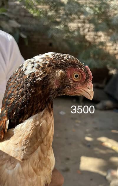 MashaALLAH pure aseel