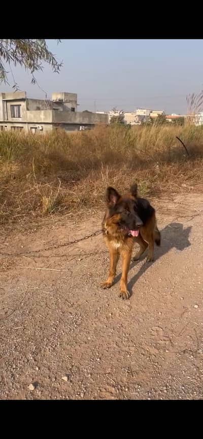 GSD available for stud