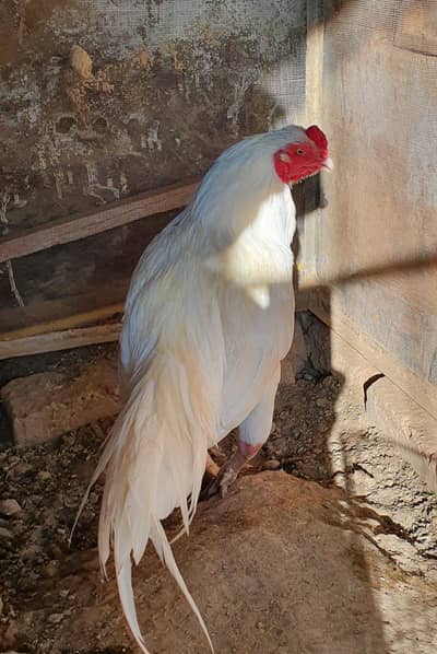 Heera aseel pair  for sale