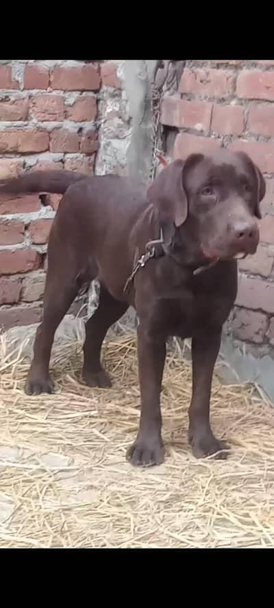 PKC Pedigree  03144588838