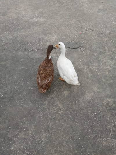 ducks for sale