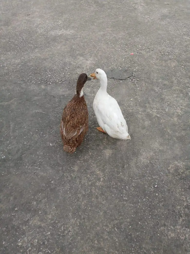 ducks for sale