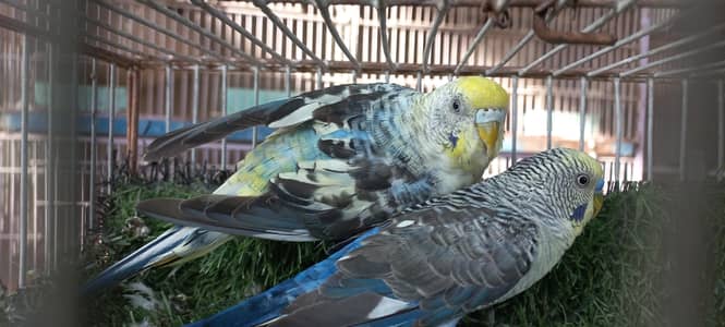 top Quality black wing blue grey colors 4 breeder pairs