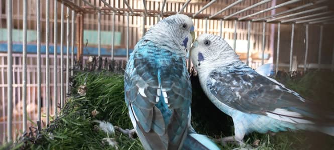 top Quality black wing blue grey colors 2 breeder pairs