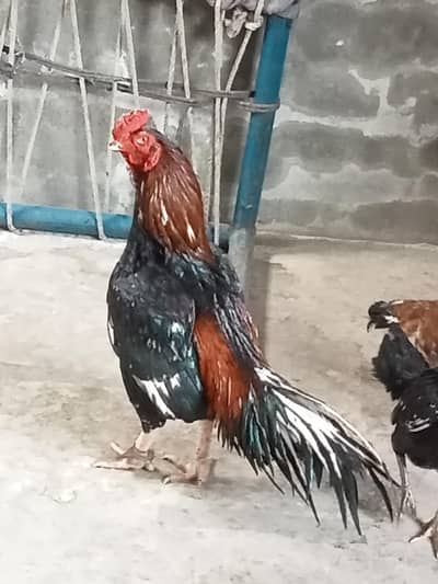 This world is best aseel breed amroha